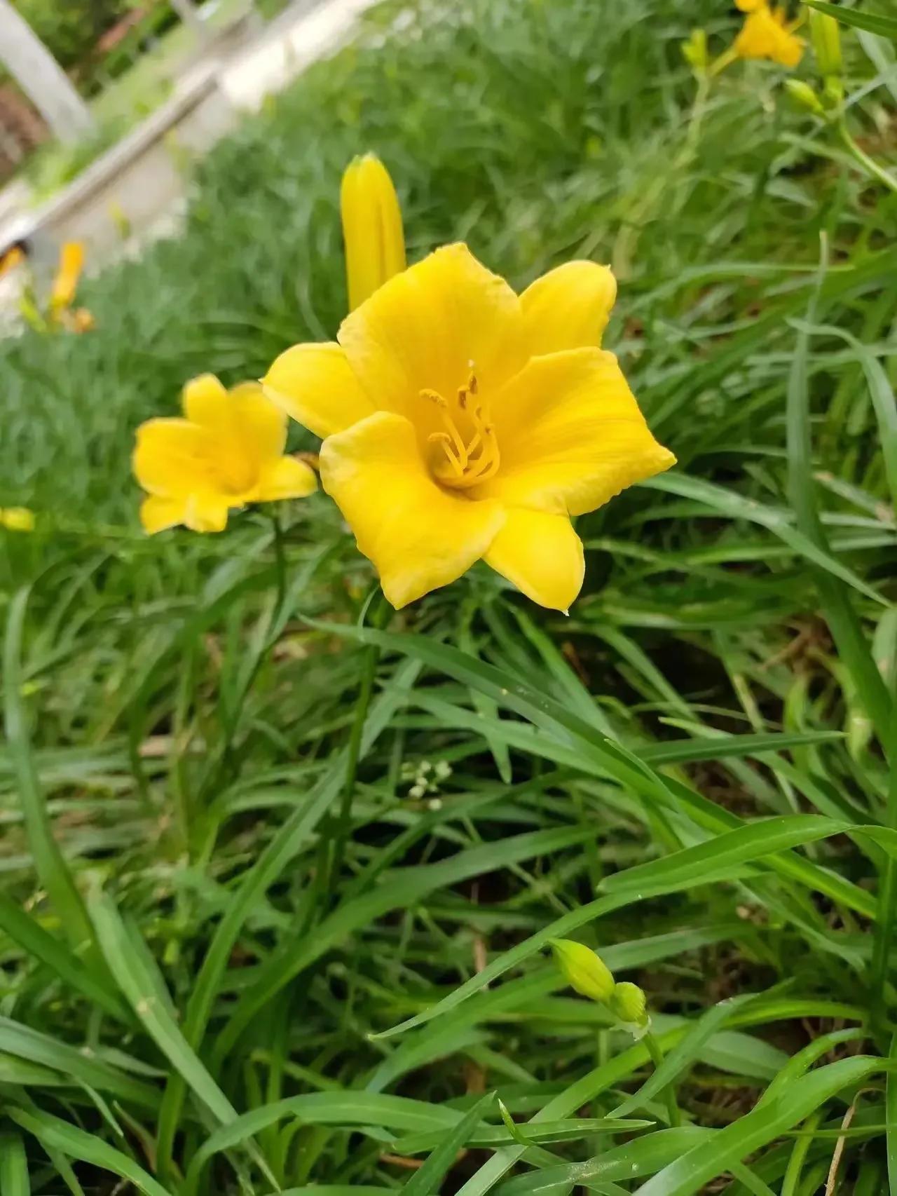 优美的萱草花,大花萱草好看的品种