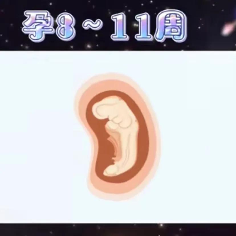 胎儿健康发育的基本知识,十秒钟带你了解胎儿发育