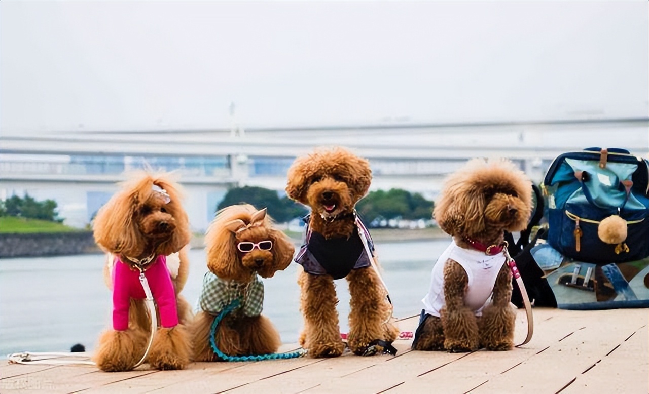 母泰迪好养还是公泰迪好养,公泰迪跟母泰迪有什么区别