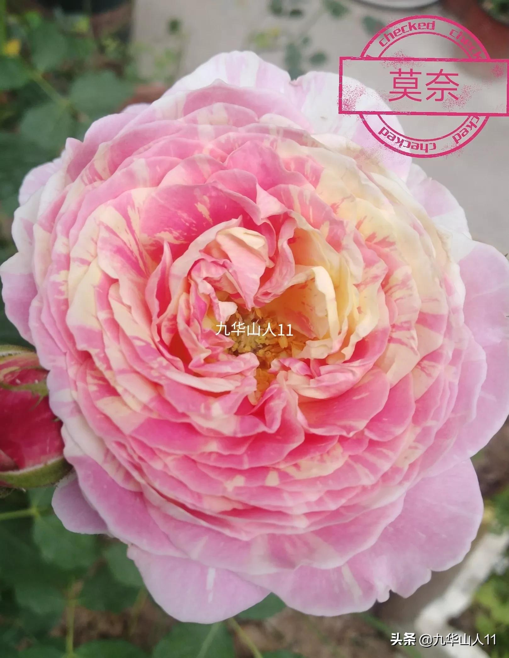 大花浓香勤花的月季品种,大花月季品种介绍大全图片及价格