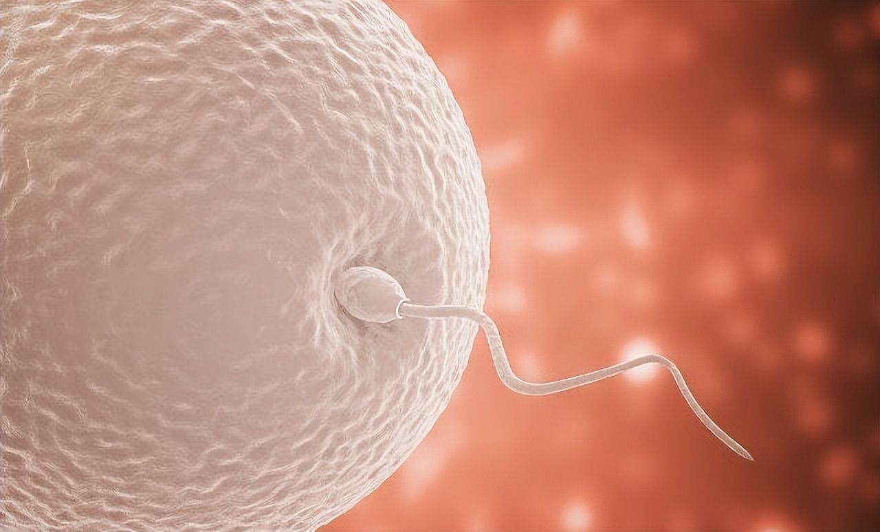 进入女性体内，没成功“受精”的精子都去了哪？这篇文章说清楚了