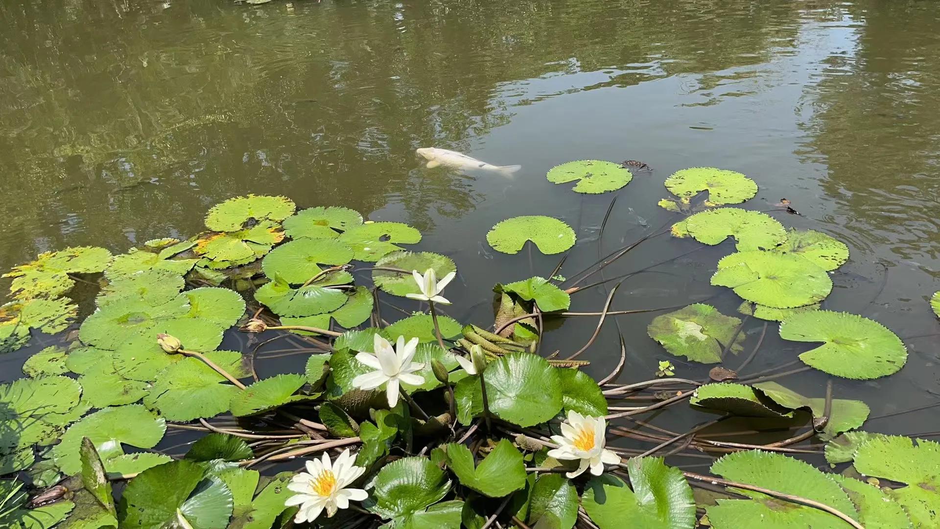 寰俊琚喕缁撲簡涓嶈兘浠樻鎬庝箞瑙e紑,寰俊琚喕缁撲簡鑳戒粯娆惧悧