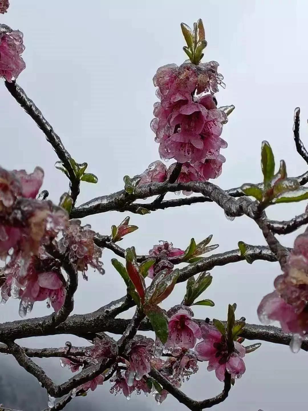 云南开远市下雪吗,开远多少年没下雪了