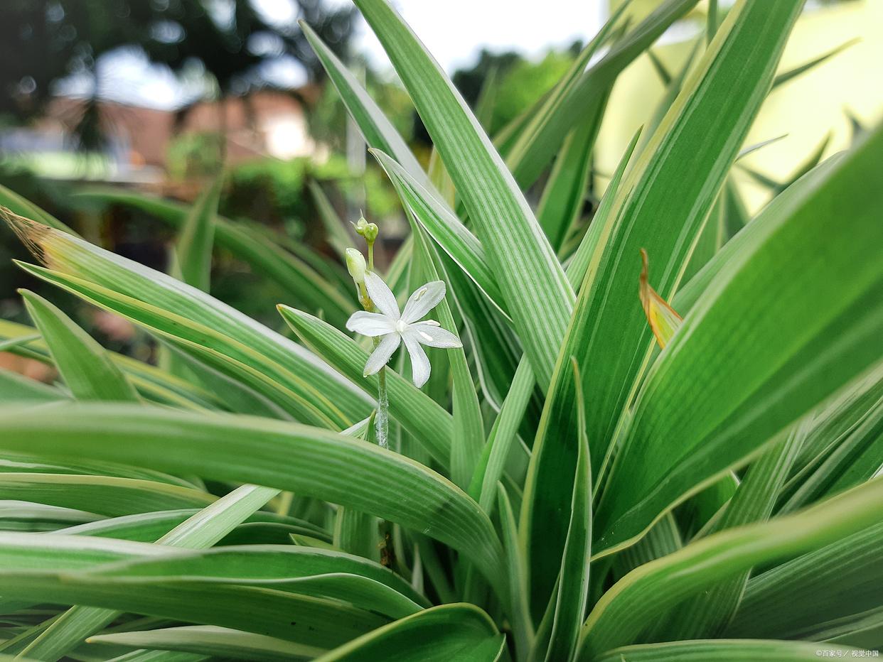 金边吊兰换盆后叶子发白怎么了,吊兰叶子发白怎么回事