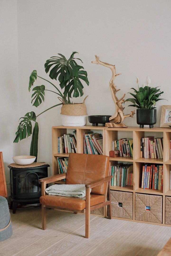 手残党也能养活的10种绿植,十种大家都在养易存活绿植