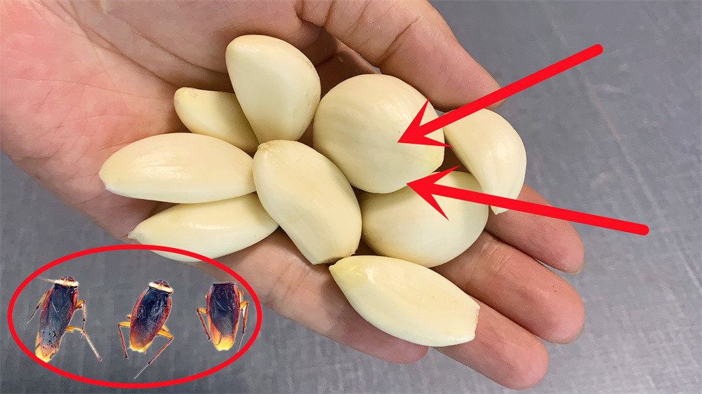 家里蟑螂太多怎么处理蟑螂,夏天蟑螂多教你一个小妙招