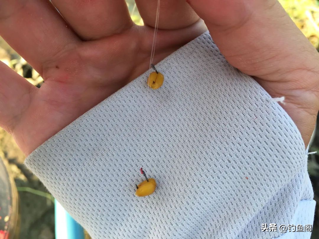 麦粒能钓到鲫鱼吗,为什么用饵料钓不到鲫鱼