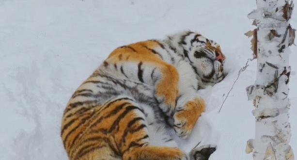 黑龙江黄牛被咬死,黑龙江黄牛被黑熊袭击事件