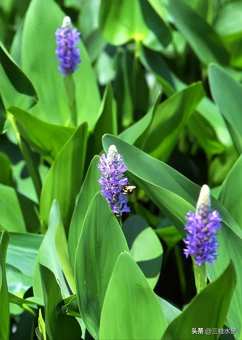 池塘里适合种什么植物,鱼塘适合种点什么植物