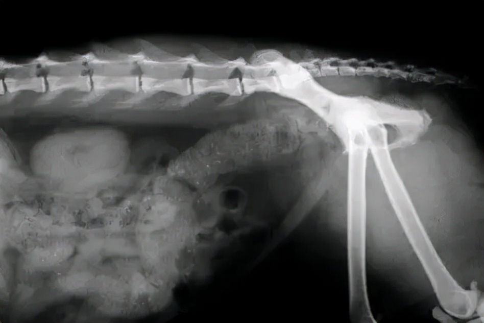 治疗猫咪便秘的特效药,快速治疗猫咪便秘药