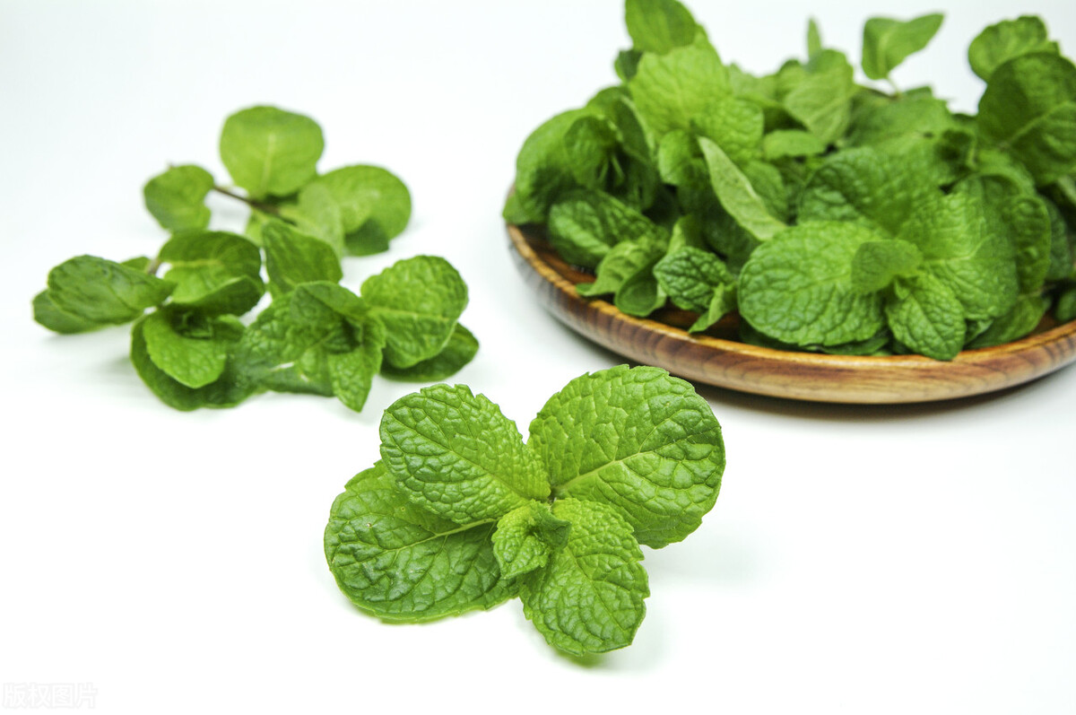 薄荷味虽美，食用需小心