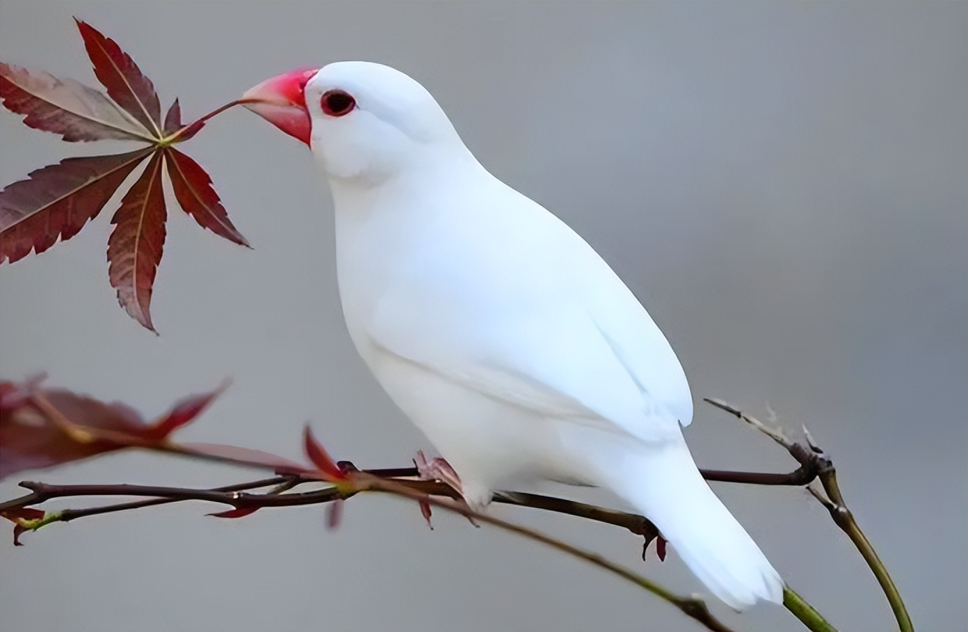 养哪种鸟可以赚钱,现在养什么鸟最赚钱还能繁殖