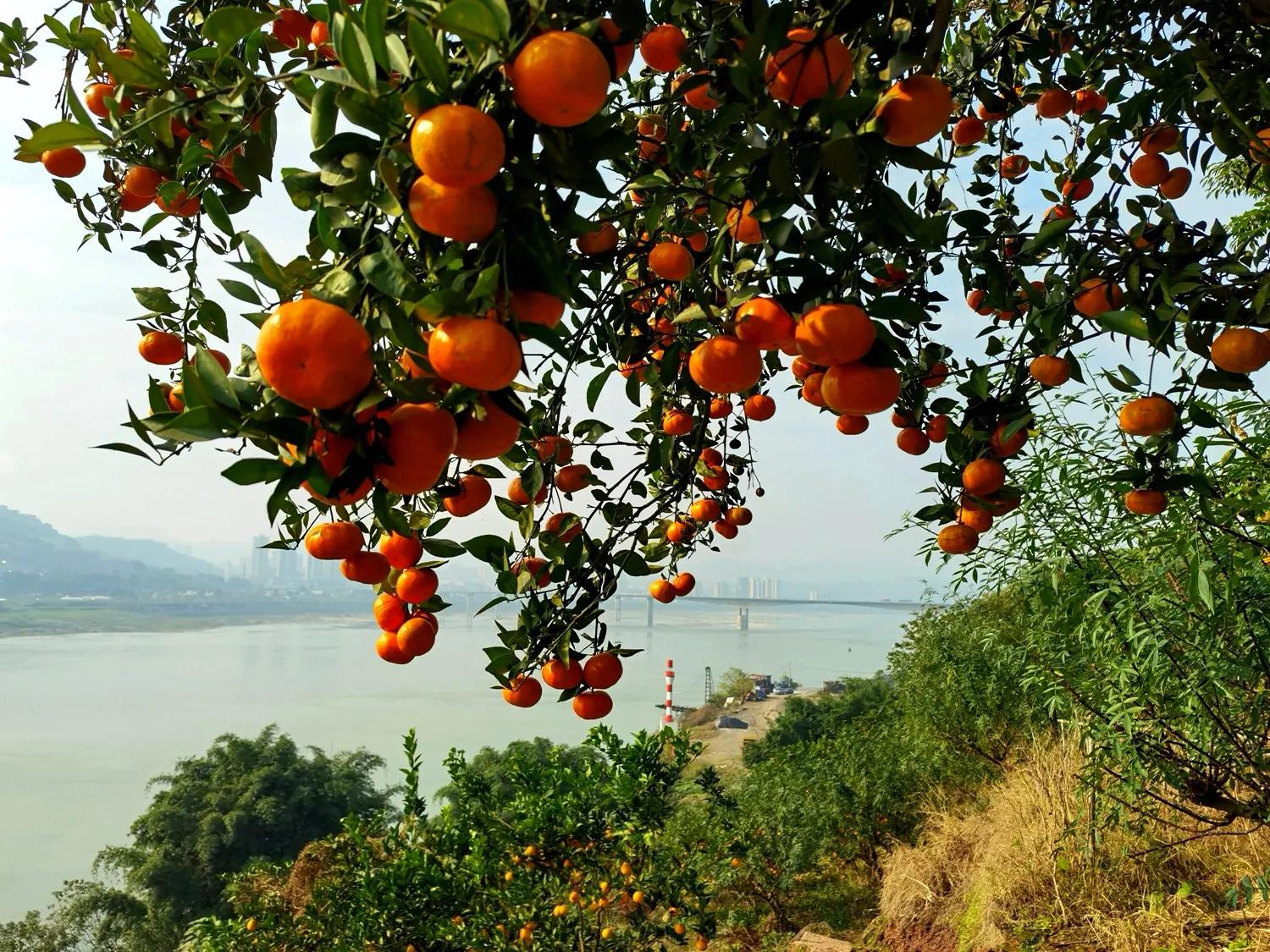 江津艾坪山公园,天河区爱情山