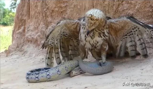 凶残的动物捕猎现场,盘点动物捕猎瞬间的迷惑行为