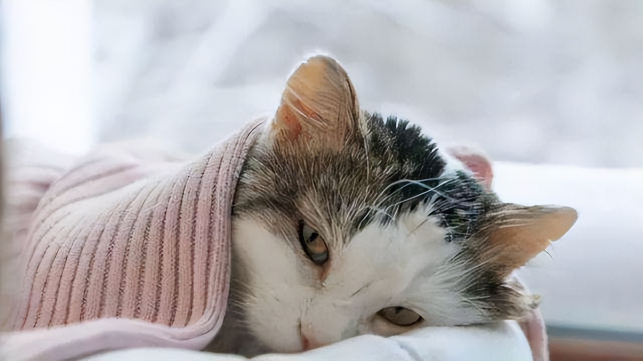 小母猫发情了,作为主人该怎么做呢?