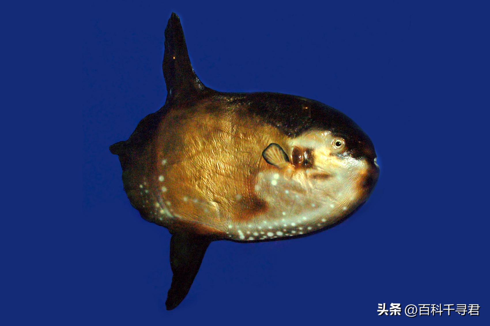 翻车鲀是世界上最大的硬骨鱼类吗,翻车鲀是世界上最大的鱼类吗