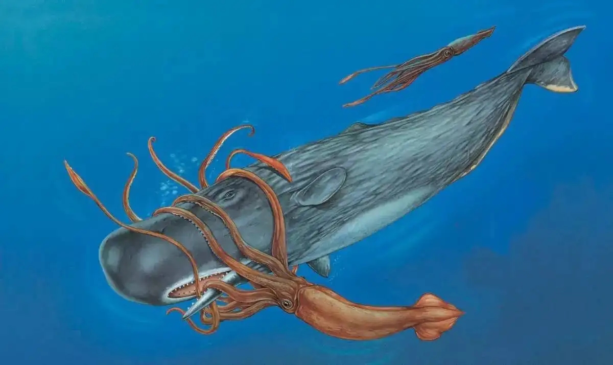大王乌贼是不是抹香鲸的食物,抹香鲸是如何找到大王乌贼的