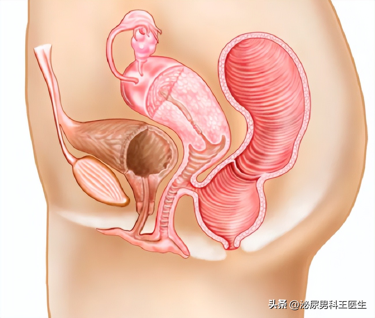 子宫脱垂是什么病？主要原因是什么？