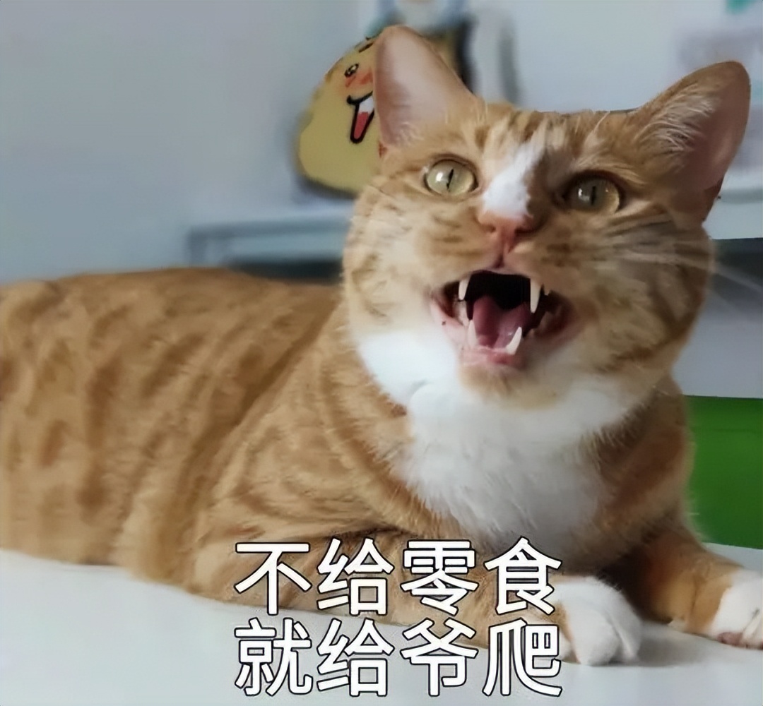 捡来猫咪养不熟的表现,领养的猫咪不粘人养不熟怎么办