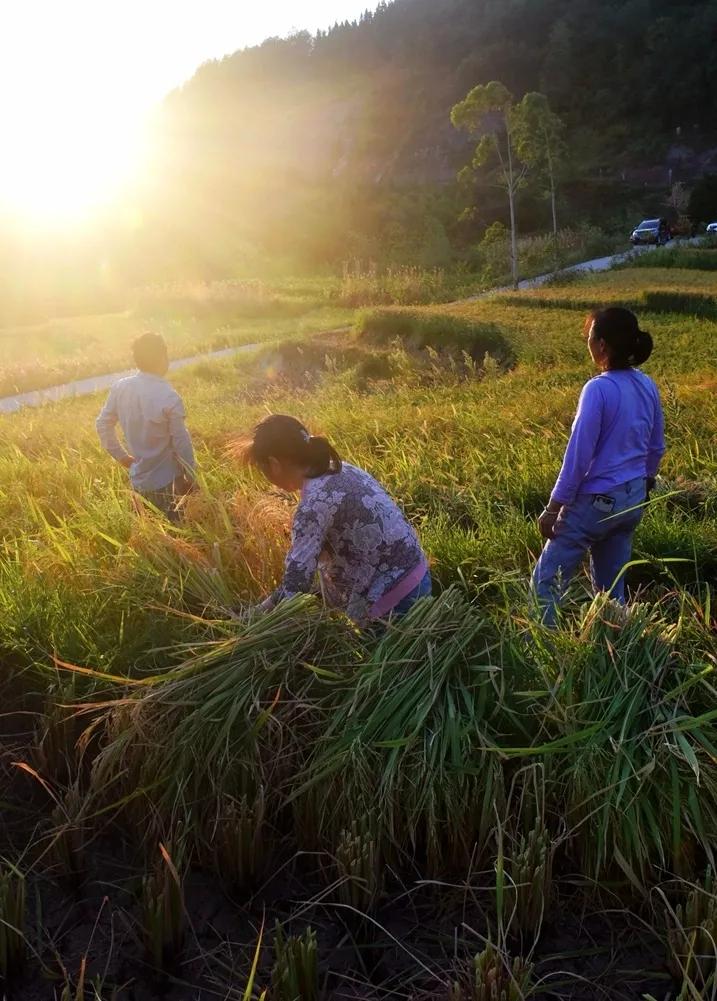 稻菽飘香各地丰收忙,稻菽飘香图片