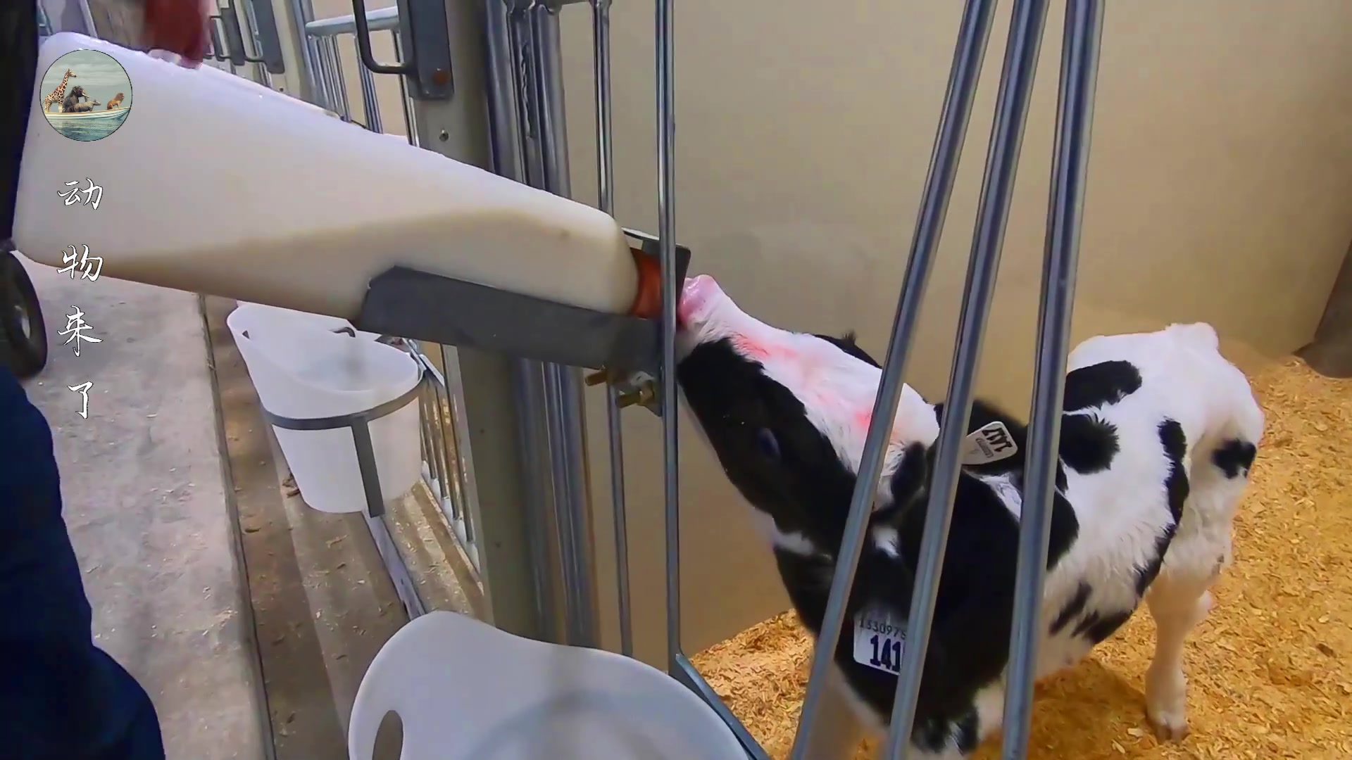 牛肉源头供应链怎样挣钱,养牛30年不赔钱的秘诀