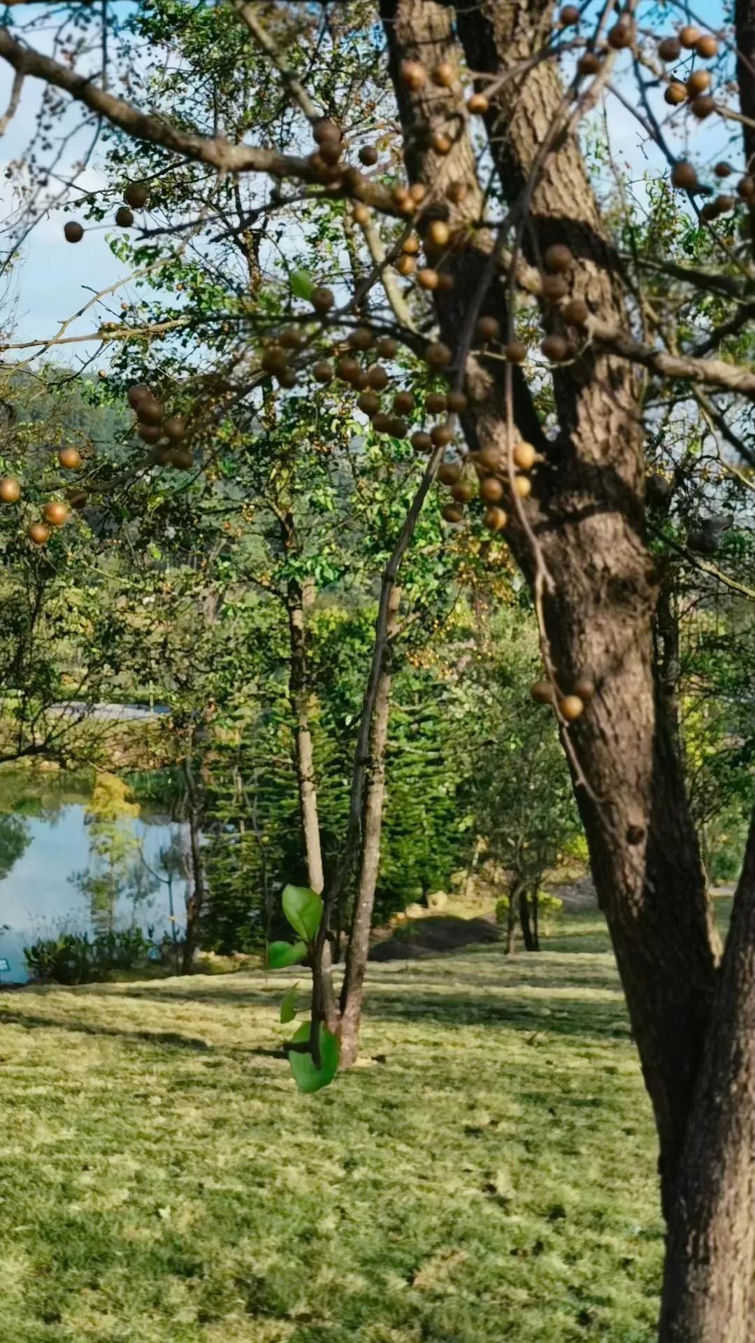 下辈子只想做条只有七秒记忆的鱼,愿做一条只有七秒记忆的鱼