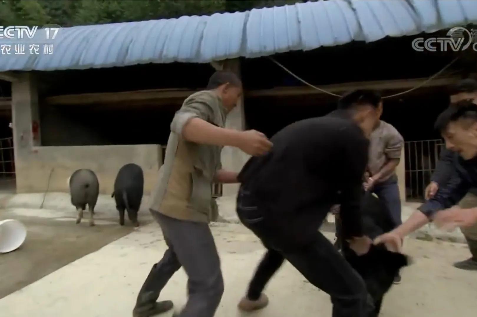 男子承包900亩荒山创业,小伙承包500亩地种特产如今暴富