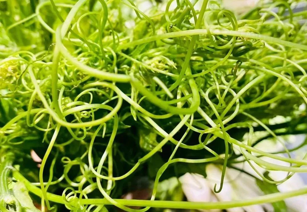 果实怎么炖汤好喝,果子叶怎么煮好吃窍门