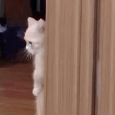 小狗给小狗撑伞表情包,小狗洗澡可爱超萌表情包