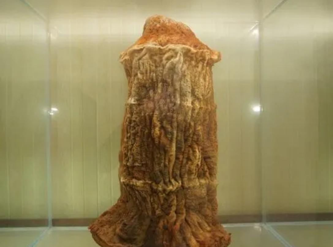 太岁中科院研究,太岁之谜神秘东西