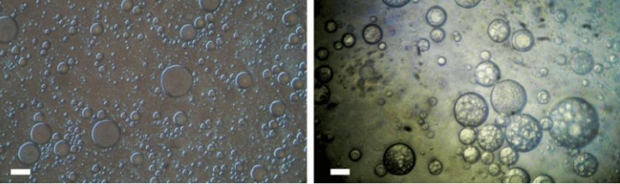 大牌平替真的能买吗,大牌平替到底值不值得买