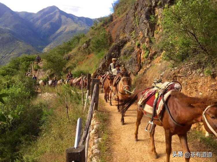 茶马古道寻茶香,茶马古道寻觅云雾