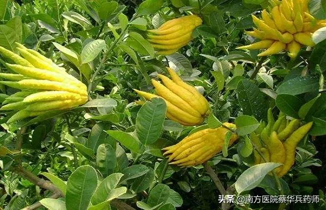 佛手饮对疏肝解郁究竟怎么样,疏肝解郁用佛手郁金哪个好