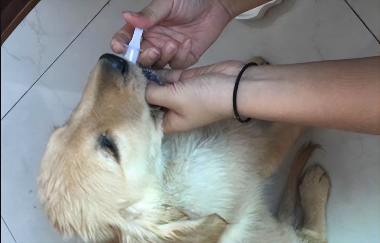 治黄疸的药茵栀黄,狗狗黄疸吃什么药退黄最快