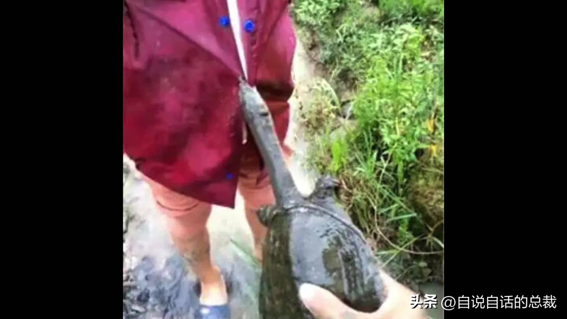 龟蛇大战,龟蛇大战故事