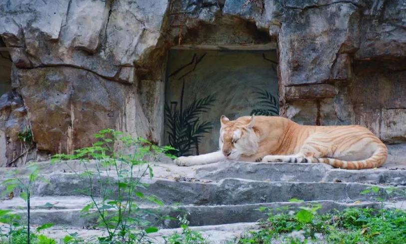 六刷广州长隆野生动物世界，強烈推荐-广州必游地（内含攻略）