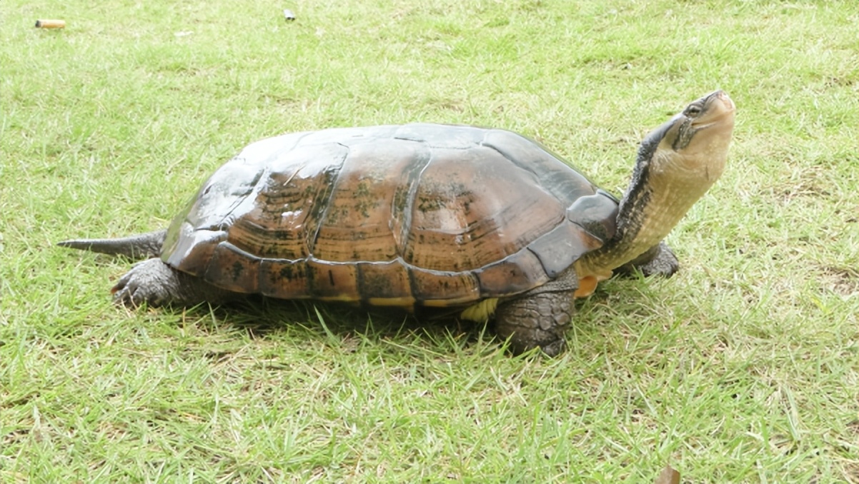 「品牌展播」中国地理标志农产品品牌展播（广西崇左篇）