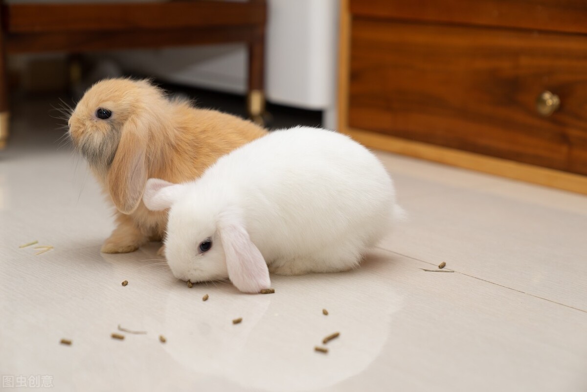 兔子打喷嚏鼻子噗噗声会好吗,兔子打喷嚏鼻子有血怎么回事