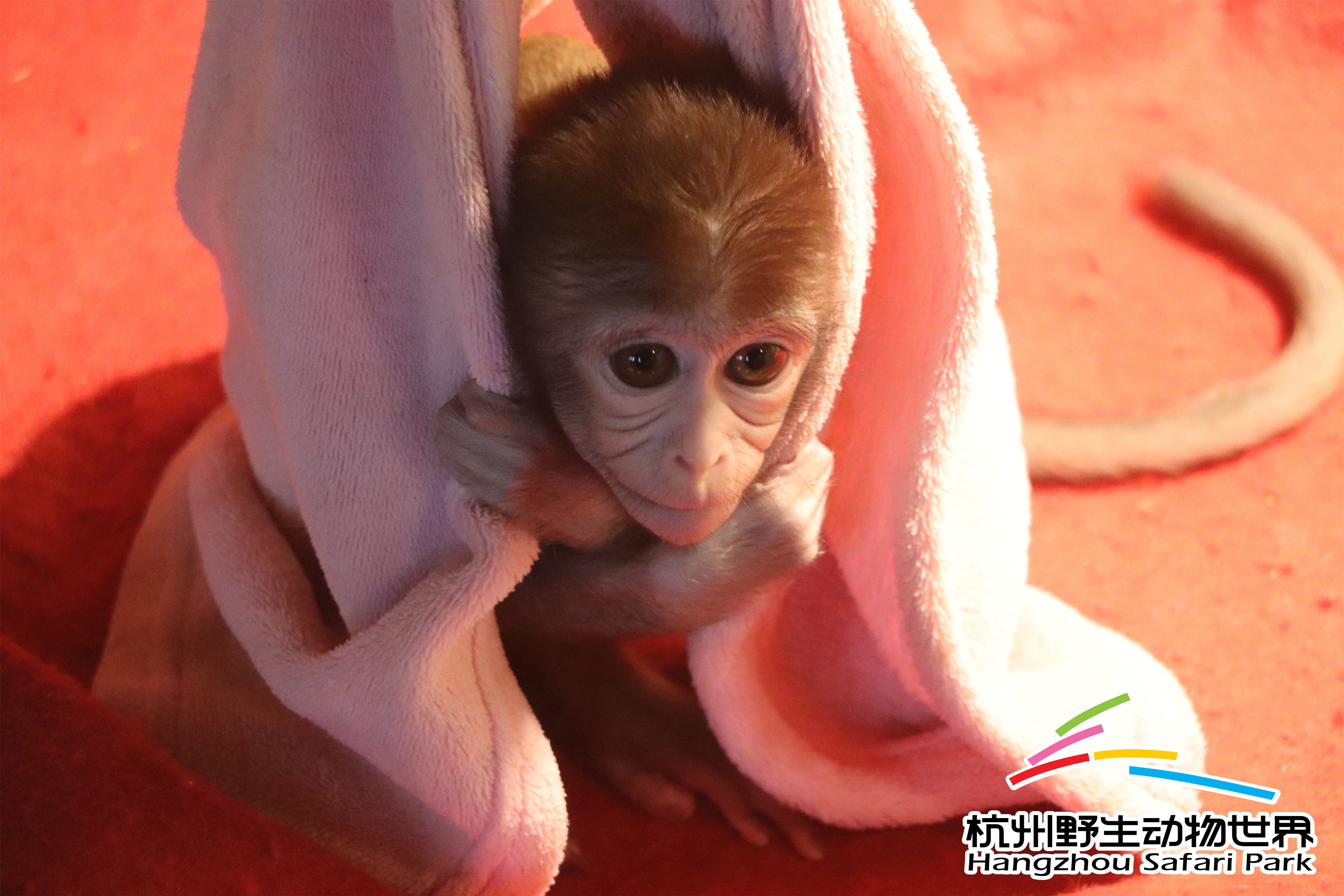 寒潮来袭冻真格,杭州野生动物世界过冬