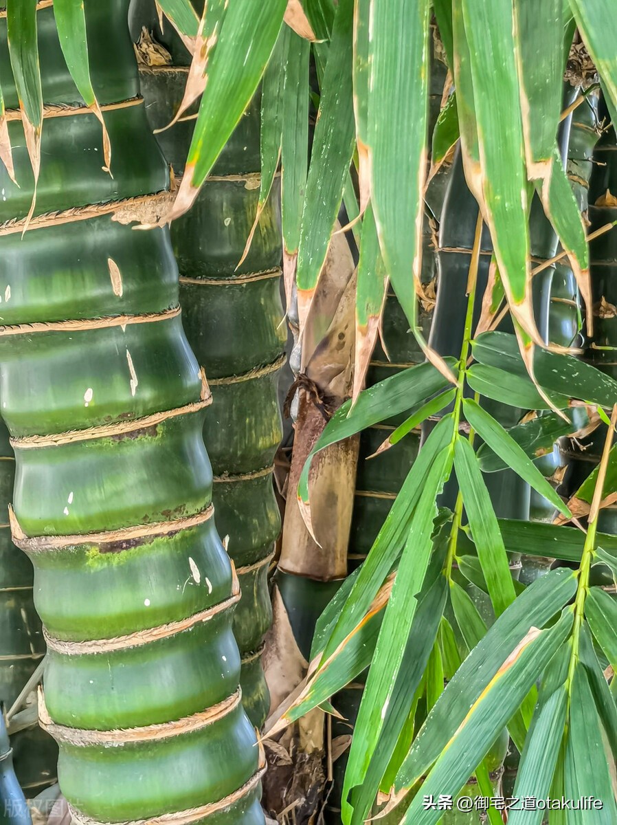 罗汉竹叶发黄怎么回事,庭院罗汉竹叶子发黄怎么办