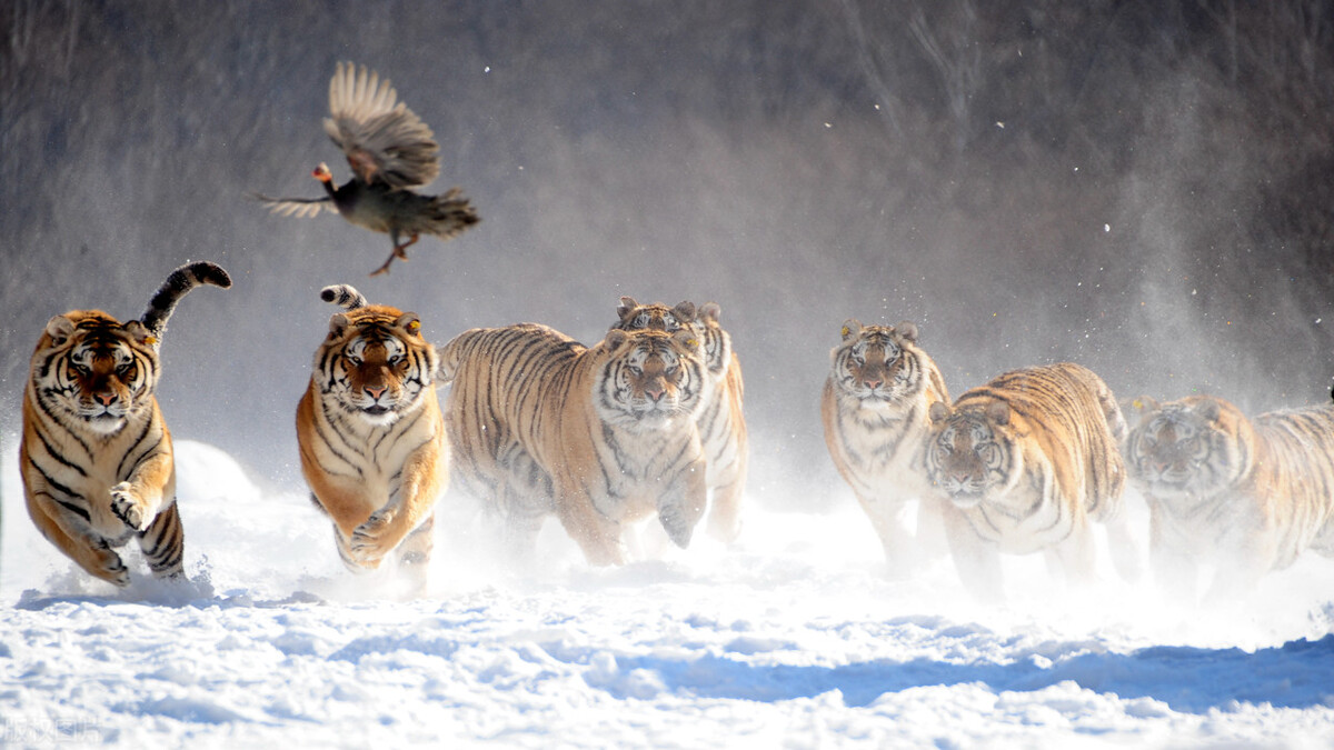 男子开车偶遇东北虎男子喊小老虎,路人驾车偶遇两只东北豹