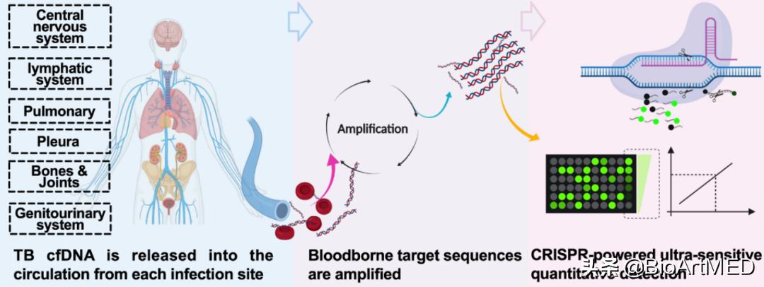 crispr诊断技术综述,crispr检测是什么