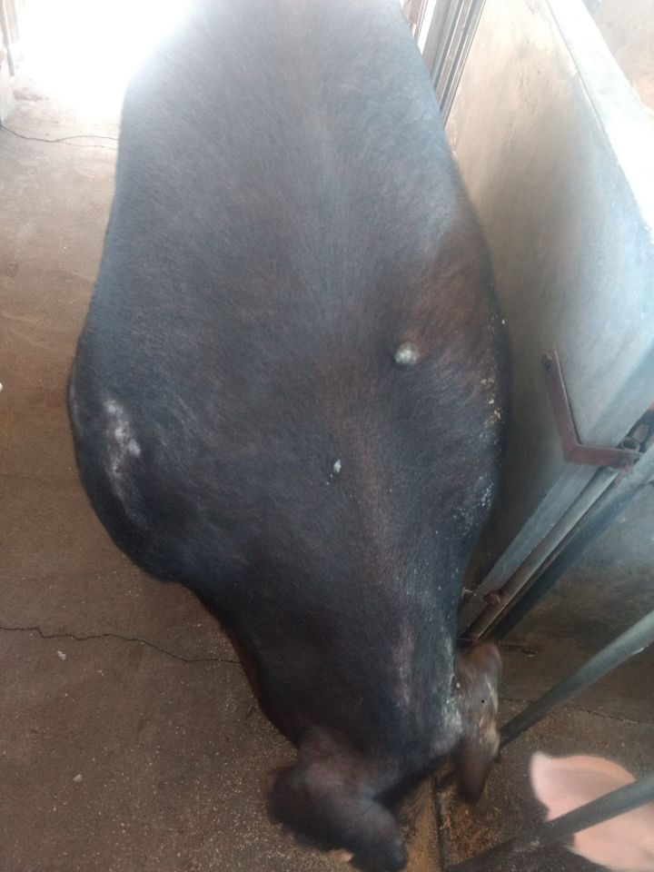 为什么猪能存活下来,为何猪在进化中没有被毁灭