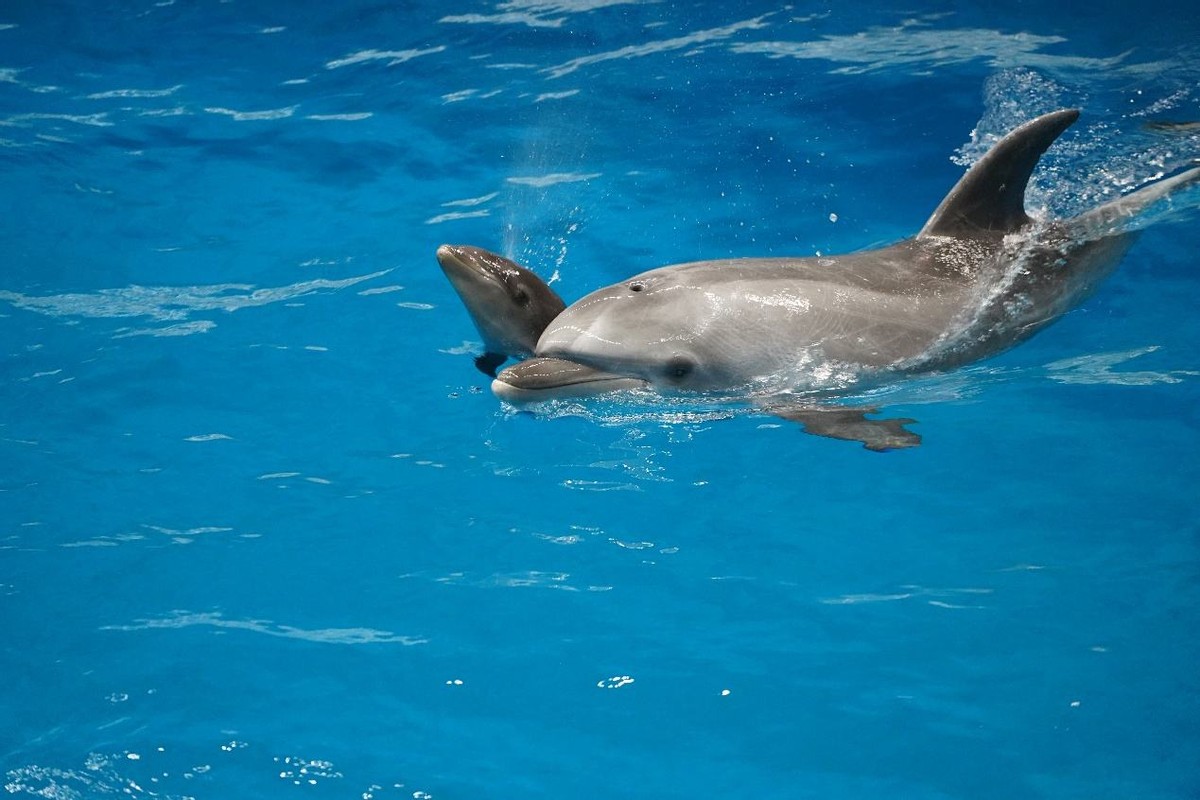 世界上仅存的3只，鲸豚兽是什么？跨越物种的爱情，打破生殖隔离