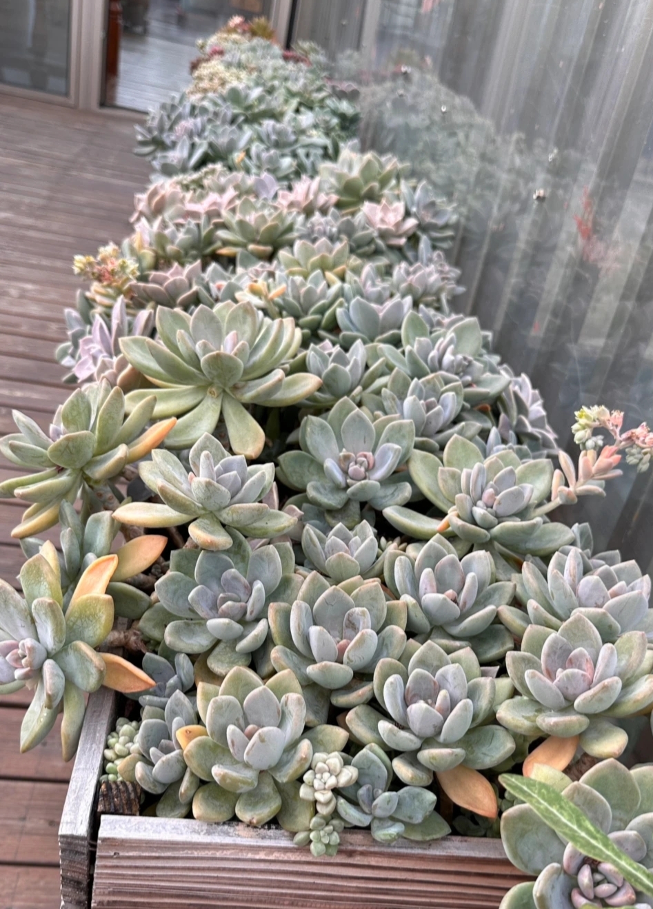 广东能养出好状态的多肉,在广东超级好养的多肉