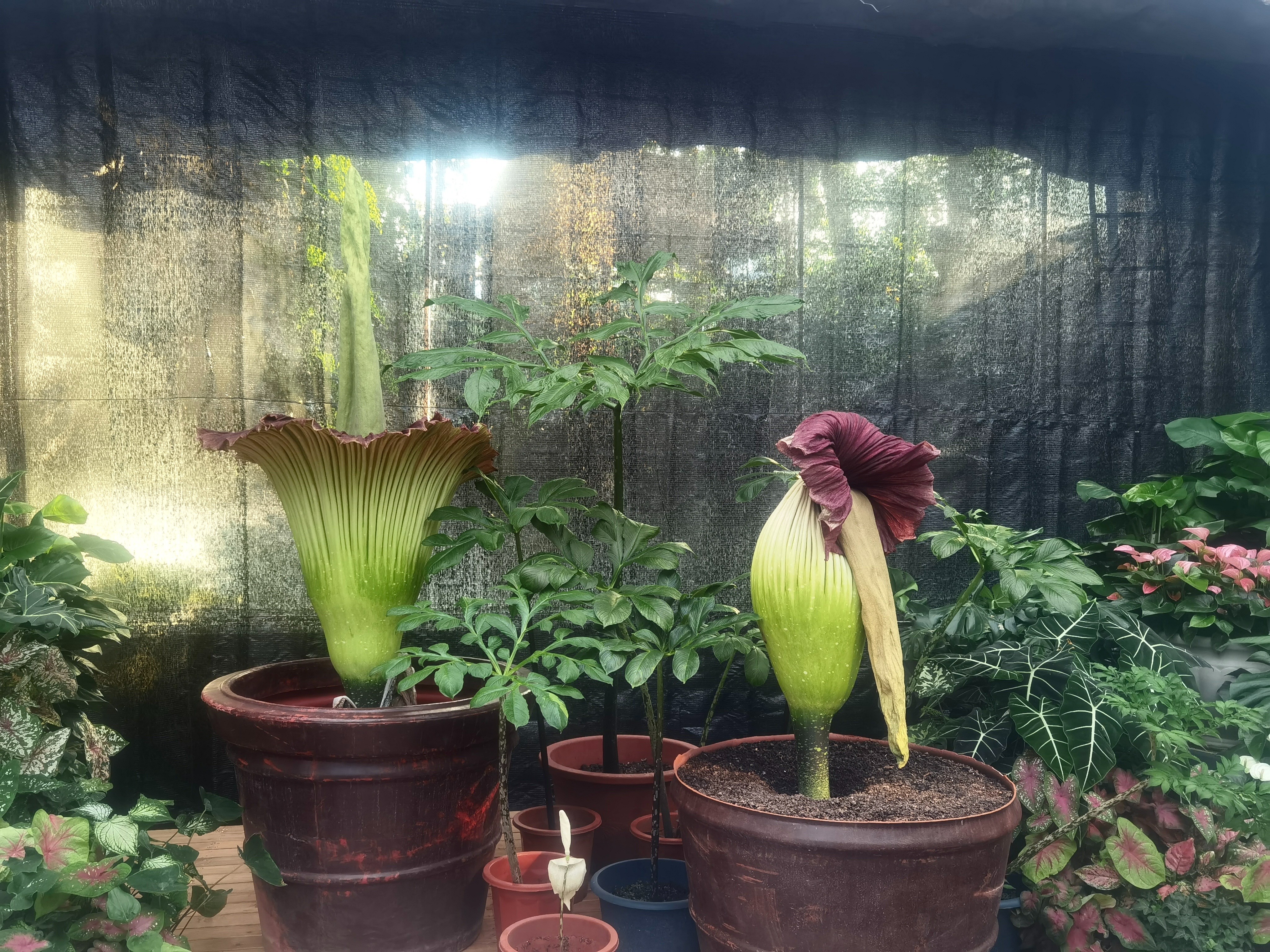 日本巨魔芋开花,巨魔芋在国家植物园开花直播