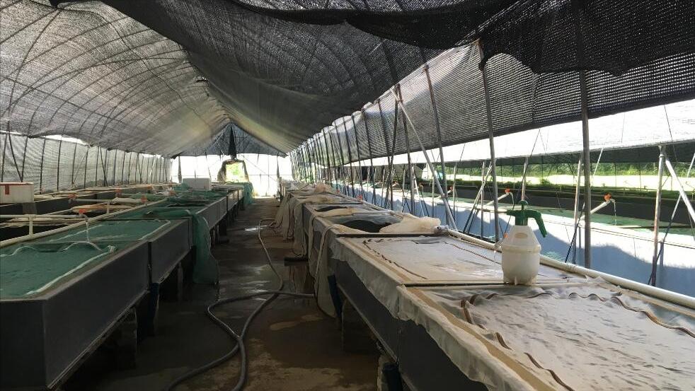 水蛭龙虾自繁自养,自繁自养水蛭