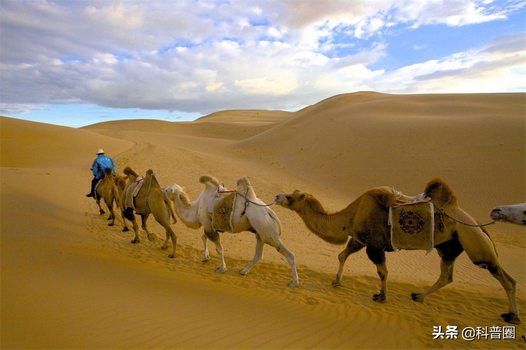 为什么渴死在沙漠里的骆驼不要碰,在沙漠里遇到死骆驼为什么不能碰