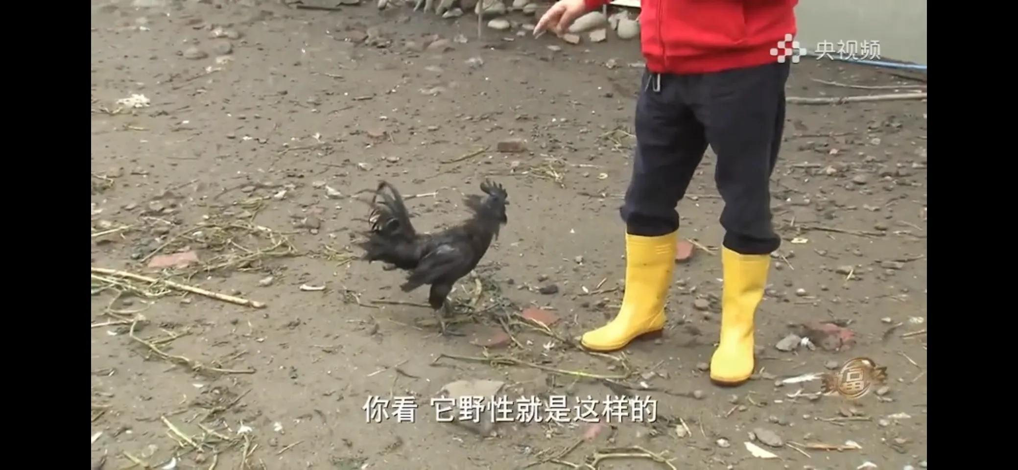 10万多只鸡养鸡场一年能挣多少,回村搞农业养殖一只鸡卖一万