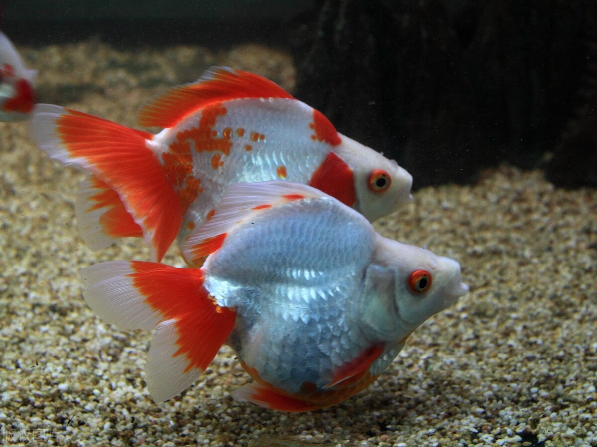 金鱼要怎么养比较好,金鱼如何才能养得好